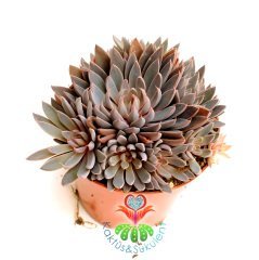 Graptopetalum Rusbyi-Mor Renk Tonlarında-Büyük Boy Bol Yavrulu-Birçok-8,5 cm saksıda-Kaktüs