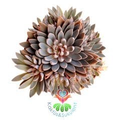 Graptopetalum Rusbyi-Mor Renk Tonlarında-Büyük Boy Bol Yavrulu-Birçok-8,5 cm saksıda-Kaktüs