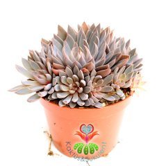 Graptopetalum Rusbyi-Mor Renk Tonlarında-Büyük Boy Bol Yavrulu-Birçok-8,5 cm saksıda-Kaktüs