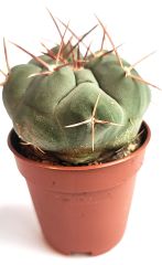 Thelocactus Hexaedrophorus Nadir Tür  Koleksiyonluk Kaktüs Türü 5,5 cm Saksılı