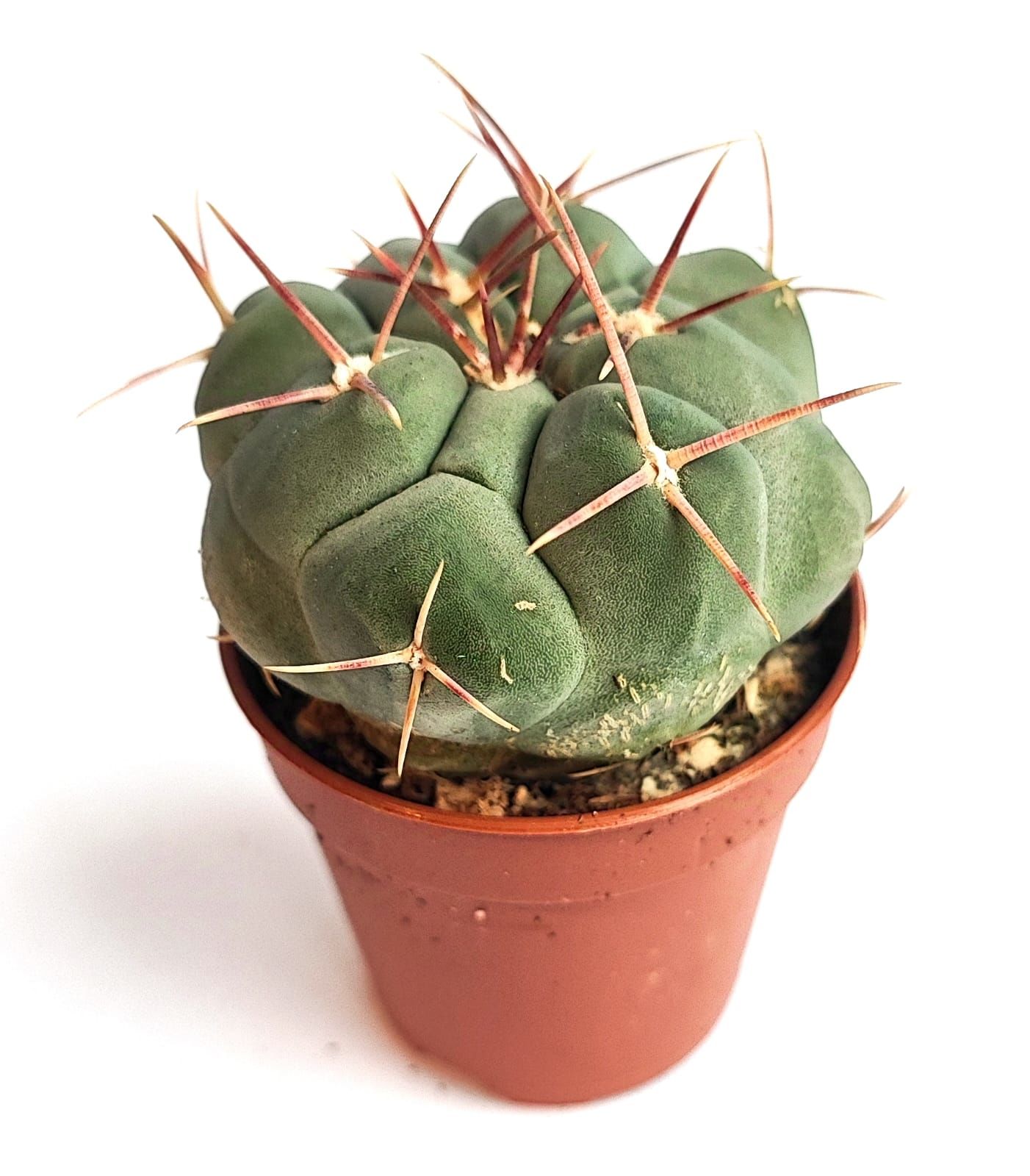 Thelocactus Hexaedrophorus Nadir Tür  Koleksiyonluk Kaktüs Türü 5,5 cm Saksılı