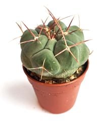 Thelocactus Hexaedrophorus Nadir Tür  Koleksiyonluk Kaktüs Türü 5,5 cm Saksılı