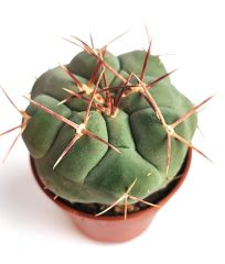 Thelocactus Hexaedrophorus Nadir Tür  Koleksiyonluk Kaktüs Türü 5,5 cm Saksılı