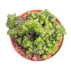 Euphorbia Green Elf Cristata 8,5 cm Saksılı Nadir Tür Cristata