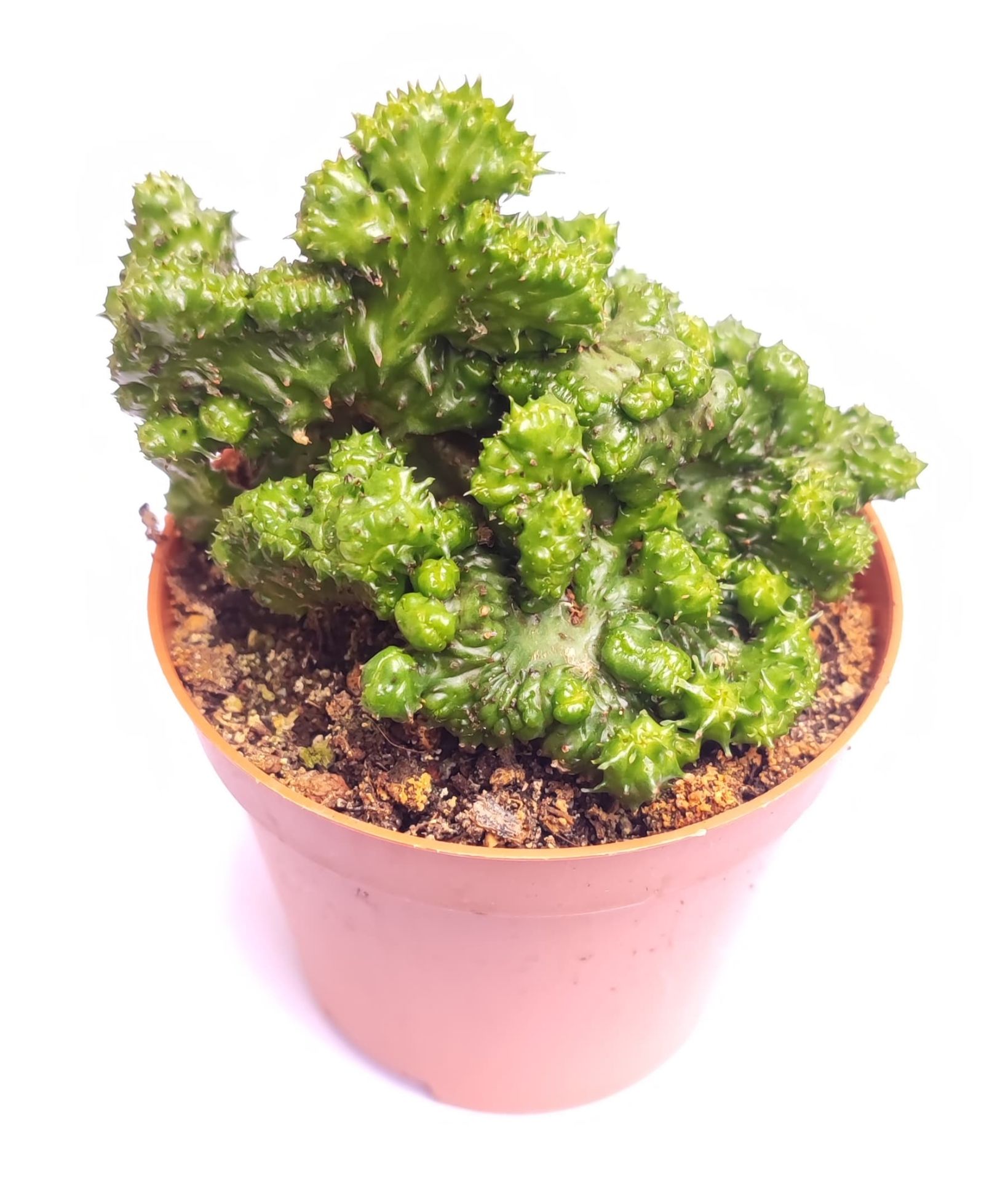 Euphorbia Green Elf Cristata 8,5 cm Saksılı Nadir Tür Cristata