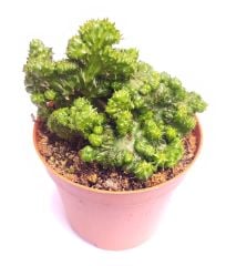Euphorbia Green Elf Cristata 8,5 cm Saksılı Nadir Tür Cristata