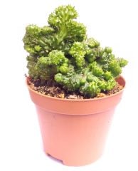 Euphorbia Green Elf Cristata 8,5 cm Saksılı Nadir Tür Cristata