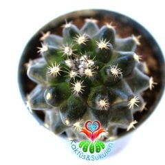 Copiapoa Humilis Tenuissima Kahve Renk Nadir Tür Koleksiyon Kaktüsü 5.5 cm Saksılı Sınırlı Sayıda