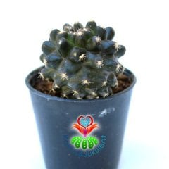 Copiapoa Humilis Tenuissima Kahve Renk Nadir Tür Koleksiyon Kaktüsü 5.5 cm Saksılı Sınırlı Sayıda