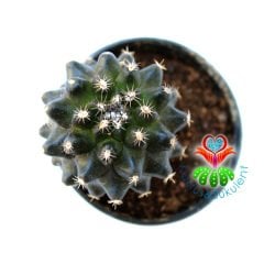 Copiapoa Humilis Tenuissima Kahve Renk Nadir Tür Koleksiyon Kaktüsü 5.5 cm Saksılı Sınırlı Sayıda