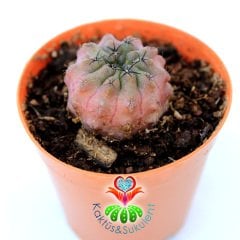 Copiapoa Hypogaea Renkli Doğal Koleksiyon Kaktüsü Sınırlı Sayıda! 5.5 cm saksılı