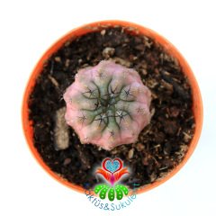 Copiapoa Hypogaea Renkli Doğal Koleksiyon Kaktüsü Sınırlı Sayıda! 5.5 cm saksılı