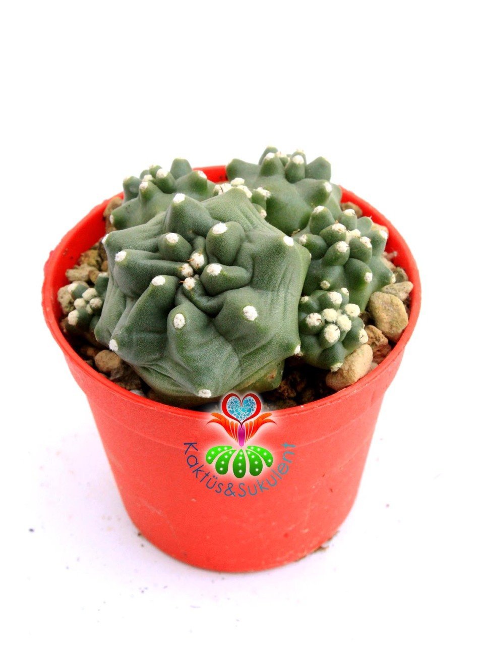 Echinocereus Triglochidiatus var. Mojavensis f. inermis 6 cm Saksılı Nadir Tür