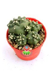 Echinocereus Triglochidiatus var. Mojavensis f. inermis 6 cm Saksılı Nadir Tür