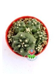 Echinocereus Triglochidiatus var. Mojavensis f. inermis 6 cm Saksılı Nadir Tür