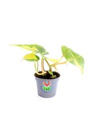 Epipremnum Brasil Sıradışı İç Mekan Sarmaşık-6 cm Saksıda