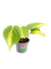 Epipremnum Brasil Sıradışı İç Mekan Sarmaşık-6 cm Saksıda