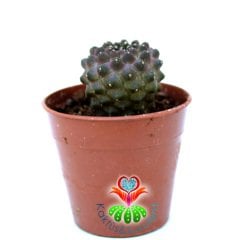 Copiapoa Hypogea Mini Dikenli Nadir Koleksiyon Kaktüsü 5.5 cm saksılı Sınırlı Sayıda!
