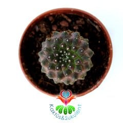 Copiapoa Hypogea Mini Dikenli Nadir Koleksiyon Kaktüsü 5.5 cm saksılı Sınırlı Sayıda!