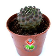 Copiapoa Hypogea Mini Dikenli Nadir Koleksiyon Kaktüsü 5.5 cm saksılı Sınırlı Sayıda!