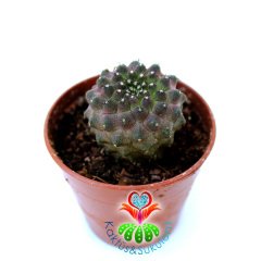 Copiapoa Hypogea Mini Dikenli Nadir Koleksiyon Kaktüsü 5.5 cm saksılı Sınırlı Sayıda!