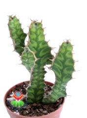 Euphorbia Pseudcactus (Candelabra Spurge) Desen Dokulu Nadir Tür 8 cm Saksılı Nadir Tür