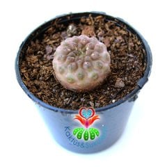 Neochilenia Napina Nadir Tür Koleksiyon Kaktüsü Sınırlı Sayı 5.5 cm saksılı