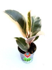 Ficus Elastica 'Belize' - Renkli Yapraklı Kauçuk Bitkisi-15 cm Yükseklik 6 cm Saksıda