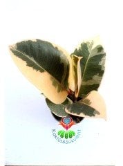 Ficus Elastica 'Belize' - Renkli Yapraklı Kauçuk Bitkisi-15 cm Yükseklik 6 cm Saksıda