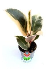 Ficus Elastica 'Belize' - Renkli Yapraklı Kauçuk Bitkisi-15 cm Yükseklik 6 cm Saksıda