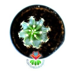 Echinocereus Aguirre Koyu Pembe Çiçek Açar 5.5 saksılı Nadir Echinopsis