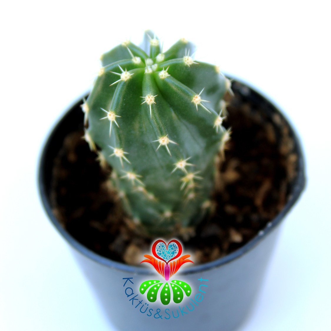 Echinocereus Aguirre Koyu Pembe Çiçek Açar 5.5 saksılı Nadir Echinopsis