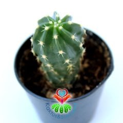 Echinocereus Aguirre Koyu Pembe Çiçek Açar 5.5 saksılı Nadir Echinopsis