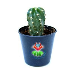 Echinocereus Aguirre Koyu Pembe Çiçek Açar 5.5 saksılı Nadir Echinopsis