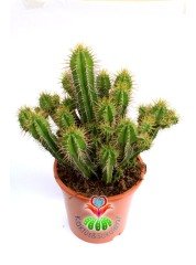 Euphorbia Fruticosa Yetişkin Radyasyon Emici 17 cm Saksı 30 cm Boy  Kaktüs