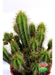 Euphorbia Fruticosa Yetişkin Radyasyon Emici 17 cm Saksı 30 cm Boy  Kaktüs