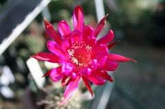 Echinocereus Aguirre Koyu Pembe Çiçek Açar 5.5 saksılı Nadir Echinopsis