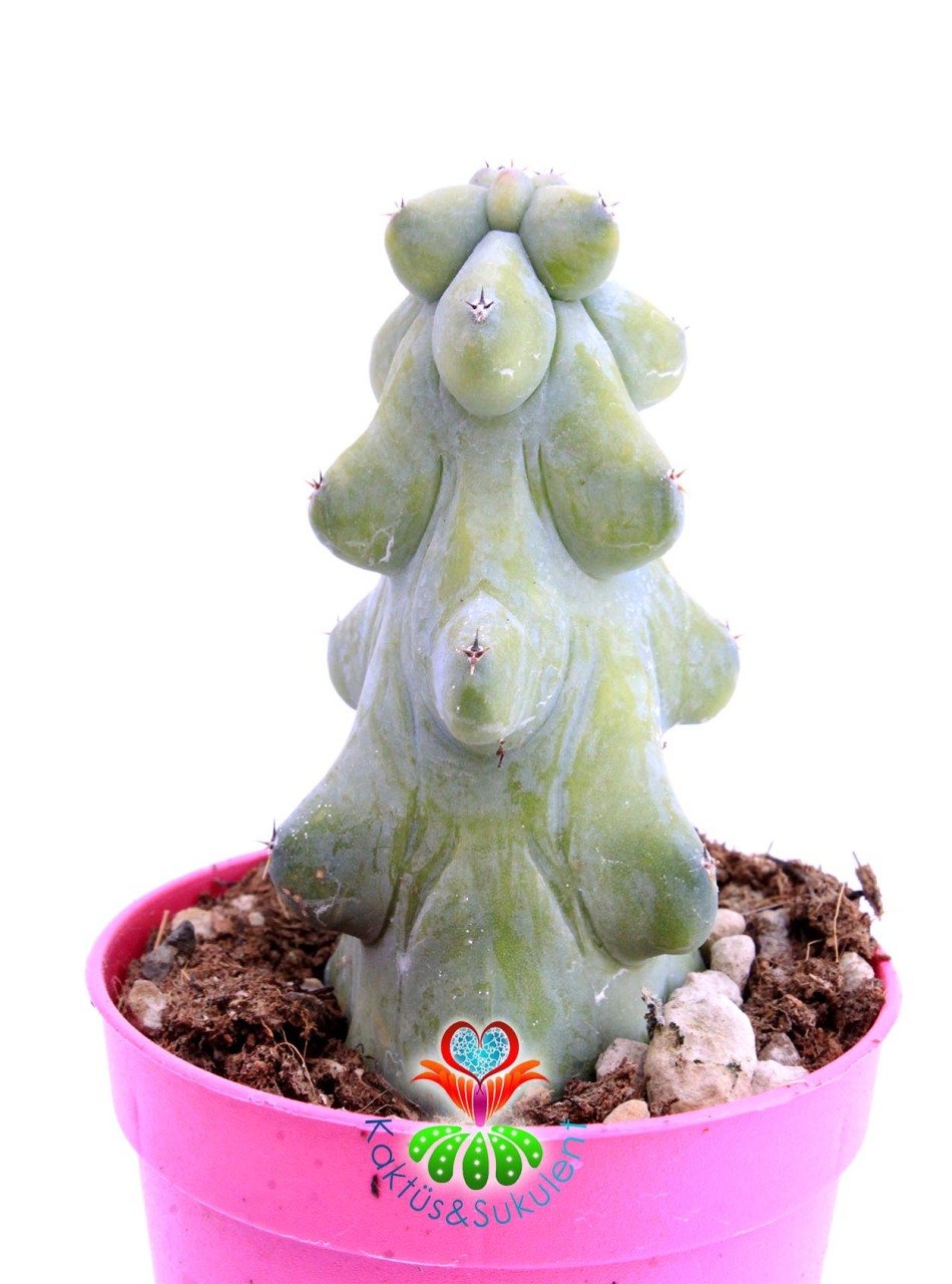 Myrtillocactus Geometrizans cv. Fukurokuryuzinboku Nadir Tür 6 cm Saksılı 8 cm Boy