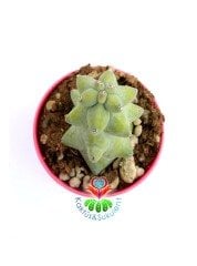 Myrtillocactus Geometrizans cv. Fukurokuryuzinboku Nadir Tür 6 cm Saksılı 8 cm Boy