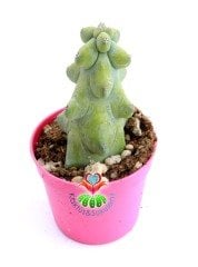 Myrtillocactus Geometrizans cv. Fukurokuryuzinboku Nadir Tür 6 cm Saksılı 8 cm Boy