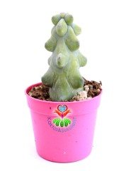 Myrtillocactus Geometrizans cv. Fukurokuryuzinboku Nadir Tür 6 cm Saksılı 8 cm Boy