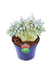 Kemik Sukulent Echeveria Runyonii Topsy Turvy Cristata 5.5 cm Saksılı