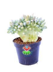 Kemik Sukulent Echeveria Runyonii Topsy Turvy Cristata 5.5 cm Saksılı