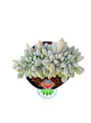 Kemik Sukulent Echeveria Runyonii Topsy Turvy Cristata 5.5 cm Saksılı