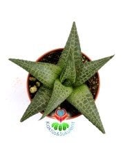Haworthia Tessellata-Yıldız Formlu Saydam Yapraklı Sukulent-5,5 cm Saksıda