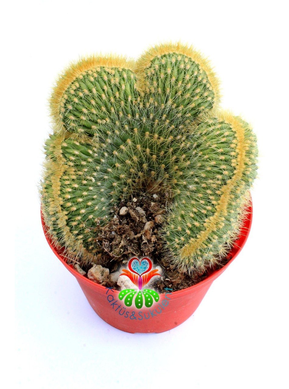 Weberbauerocereus johnsonii f. cristata 20 cm Sramik Saksılı Nadir Kıvrımlı Tür