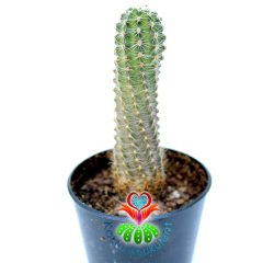 Echinopsis Chamaecereus Fıstık Kaktüs 5,5 cm Saksılı