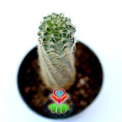 Echinopsis Chamaecereus Fıstık Kaktüs 5,5 cm Saksılı