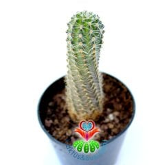 Echinopsis Chamaecereus Fıstık Kaktüs 5,5 cm Saksılı