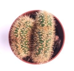 Weberbauerocereus Johnsonii f. cristata 5,5 cm Saksıda Nadir Kıvrımlı Beyin Kaktüs